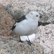 Snow Bunting